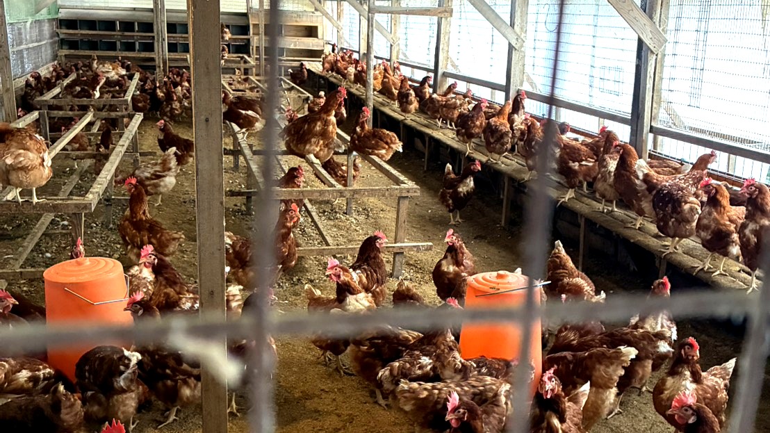 平飼いの鶏たちが自由に歩き回る鶏舎の様子