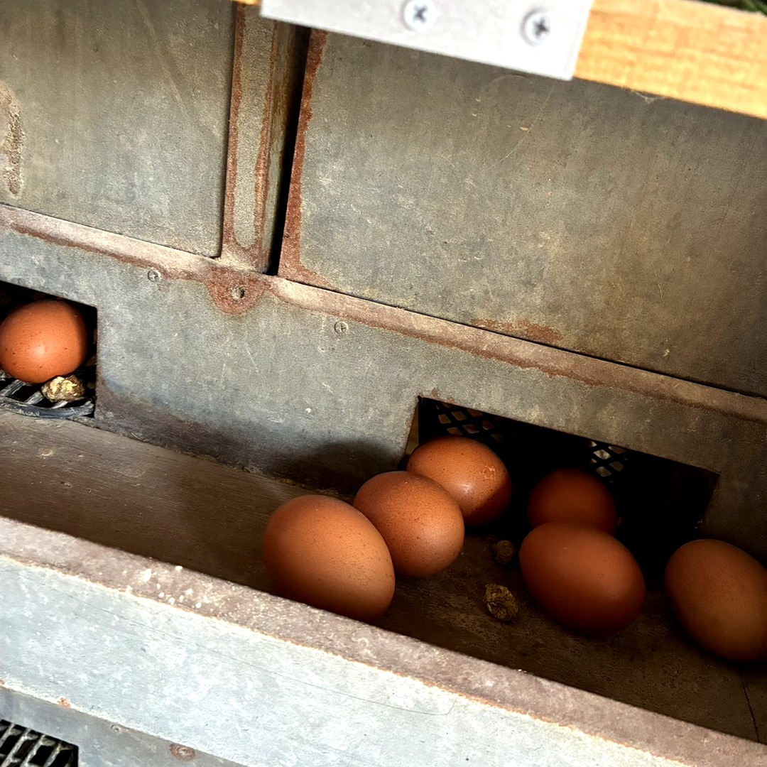 産卵ボックスに並ぶ産みたての卵