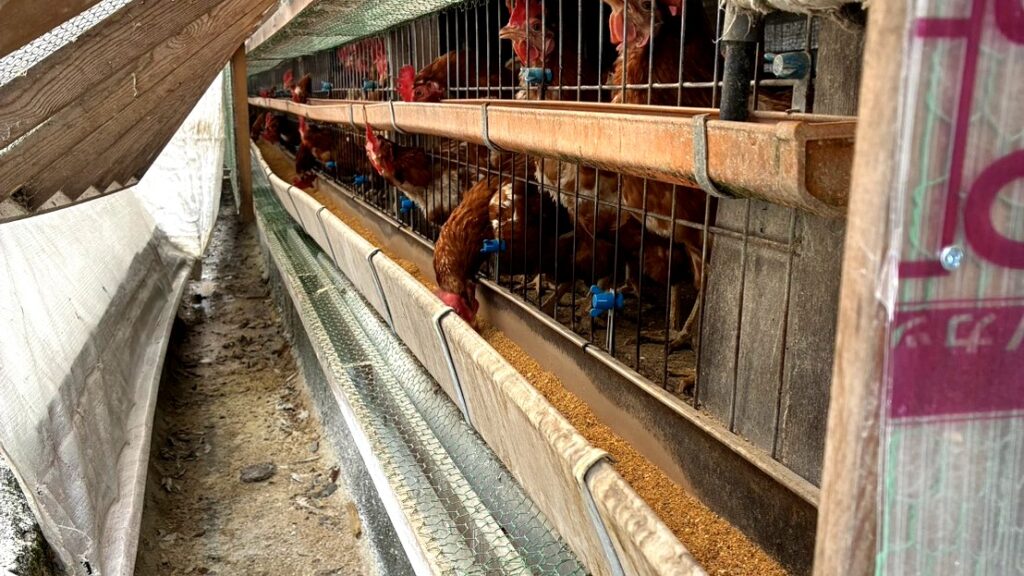 舩岡養鶏場