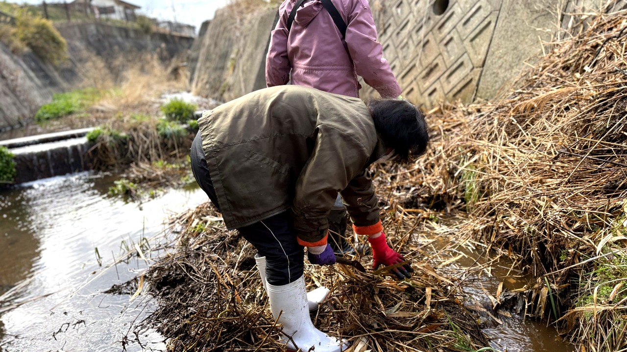 川の中で2人が協力して枯れ草を刈り取る作業風景