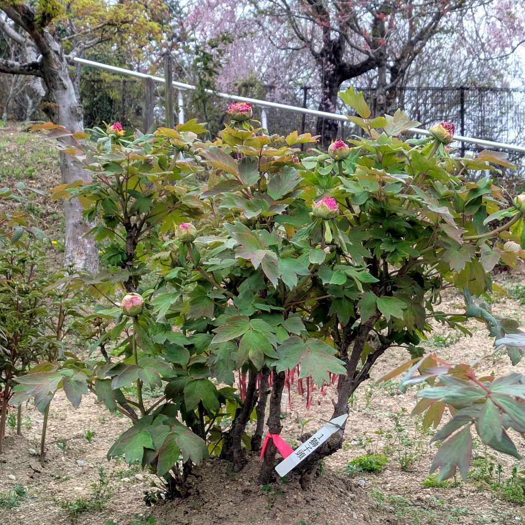 蕾をつけた牡丹の株。ピンク色の大きな蕾がいくつも膨らんでいる