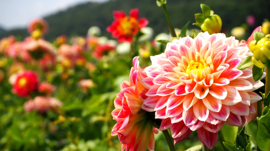 宝塚ダリア園に咲き誇るダリアの花