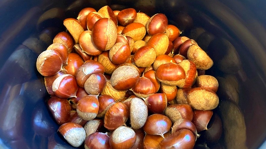 西谷の栗園で育つ北摂栗