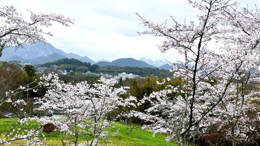 曇り空のごろく山里、桜の木の下に水仙が咲き誇る春の斜面