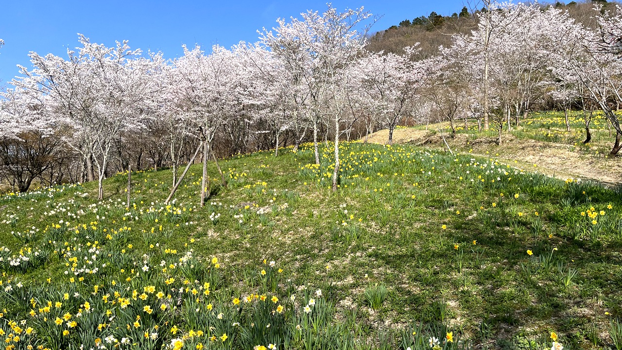 青空の下、ごろく山里の桜と水仙が一面に広がる風景
