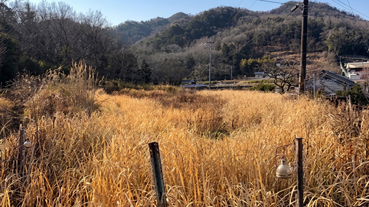 金色の枯草と葦に覆われた西谷の耕作放棄地