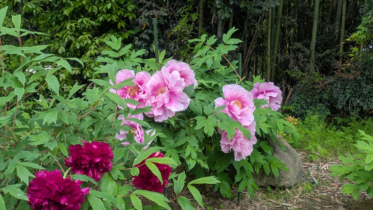 竹林を背景に咲くピンクと赤の大輪の牡丹の花