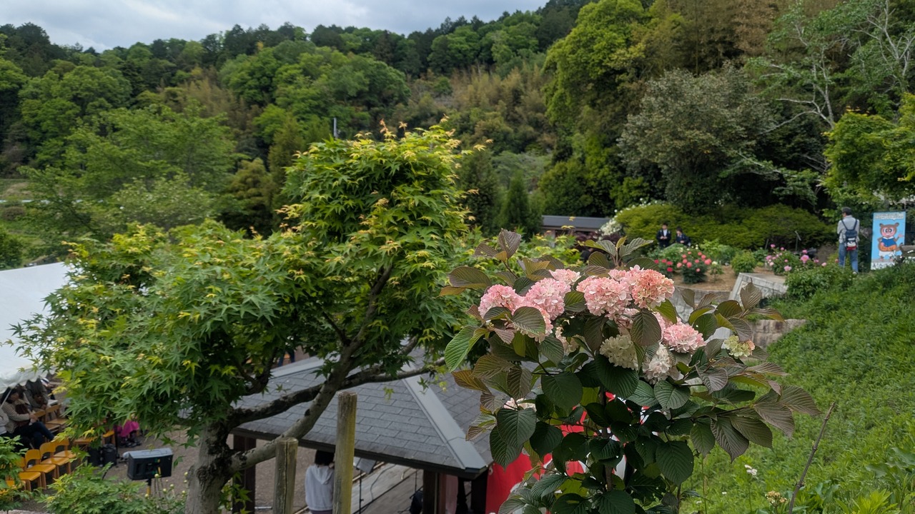 高台から見た長谷牡丹園の全景。緑の山と花、カフェ棟が広がる