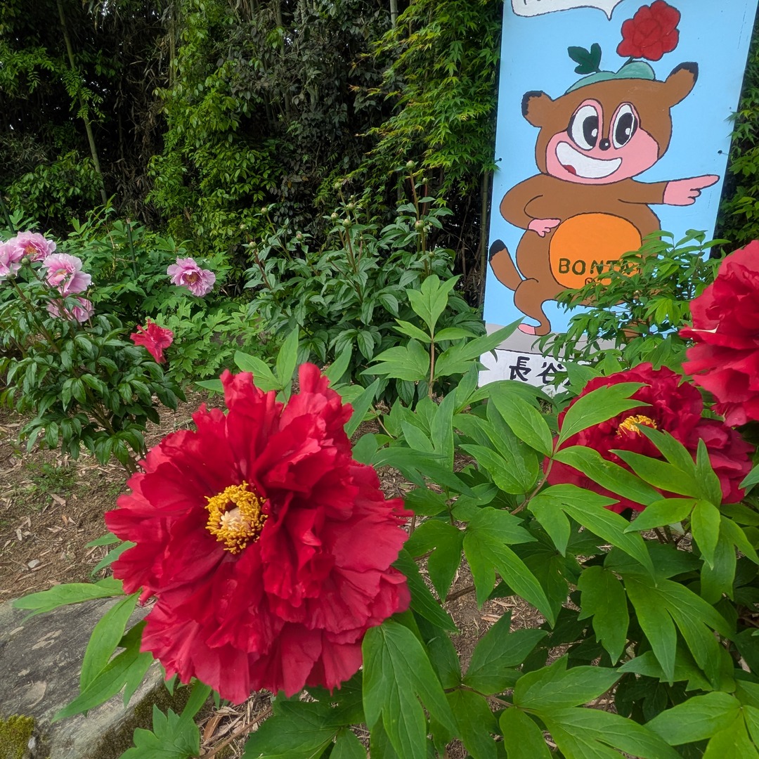 ボン太くんの看板と手前に咲く真っ赤な牡丹の花