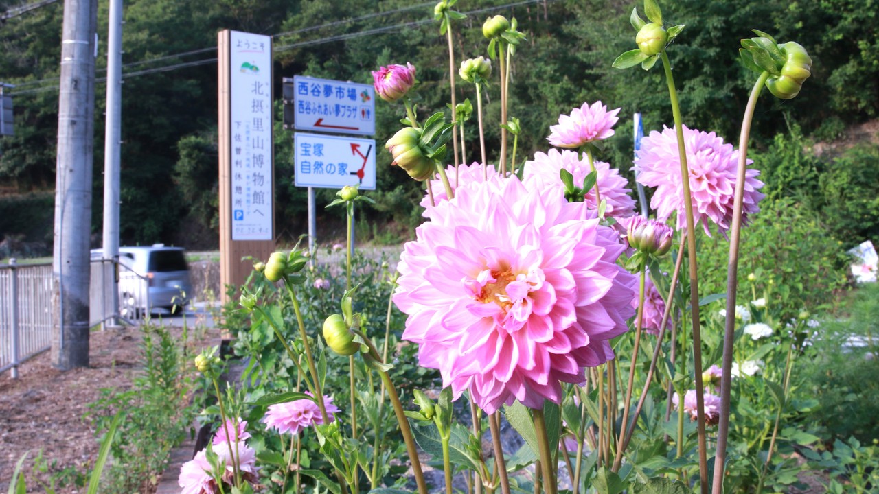 下佐曽利休憩所の花壇に咲くピンクのダリアと里山街道の案内看板