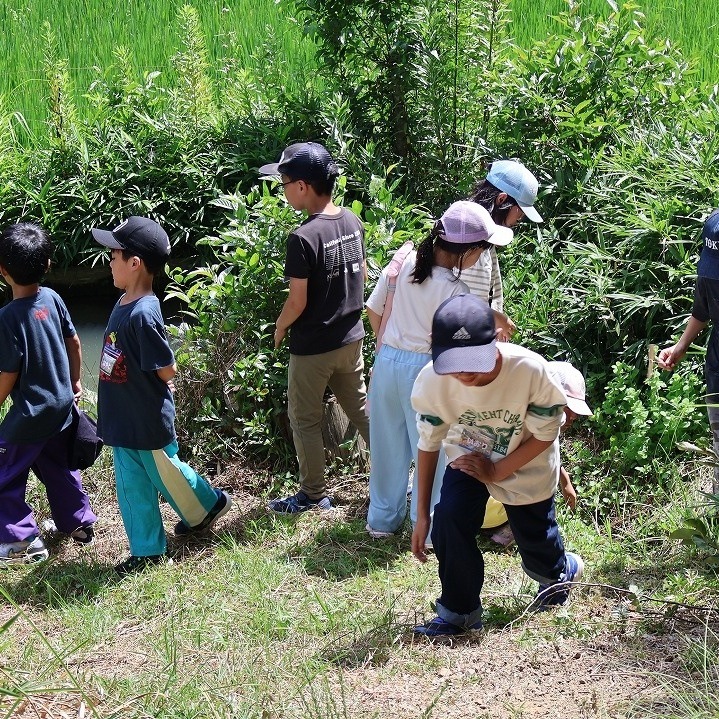 田んぼのあぜ道で生きものを探す子どもたち
