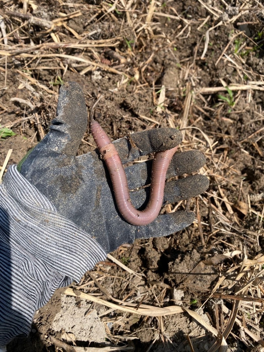軍手の上にのった大きなミミズ。土に生き物が戻ってきた
