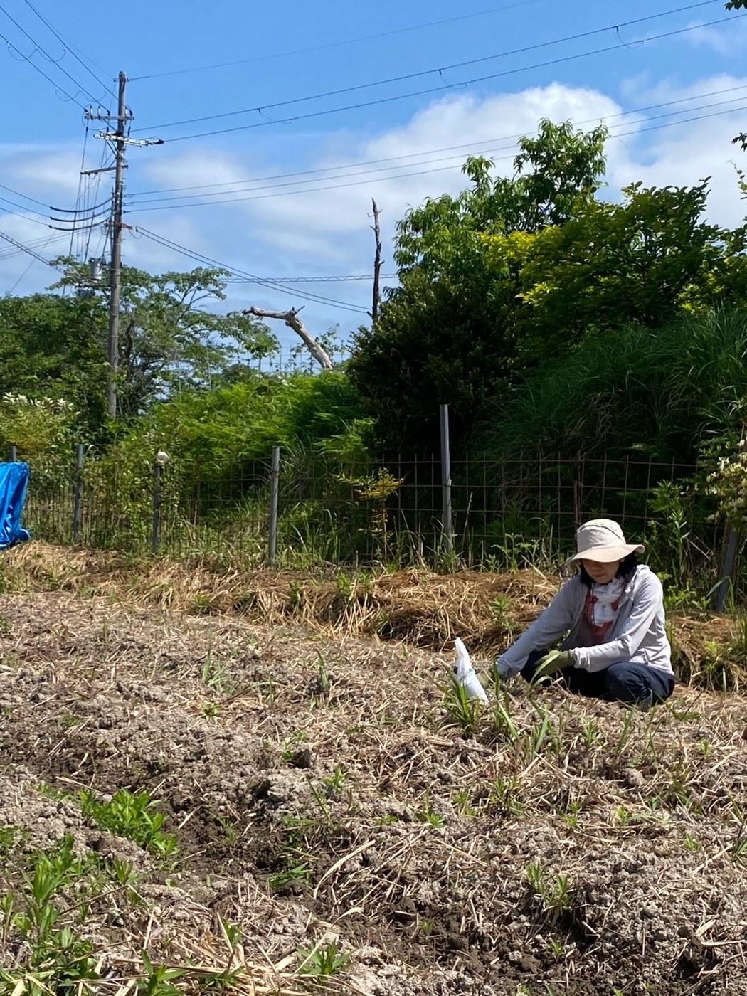 耕した畑にしゃがみ、手作業で種をまく様子