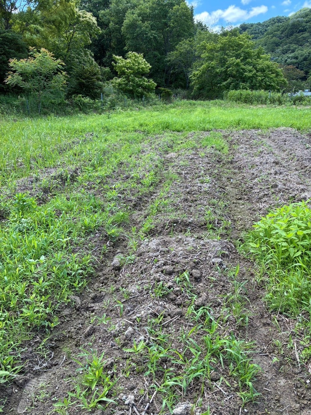 草地に囲まれた畑に、まっすぐ伸びる畝