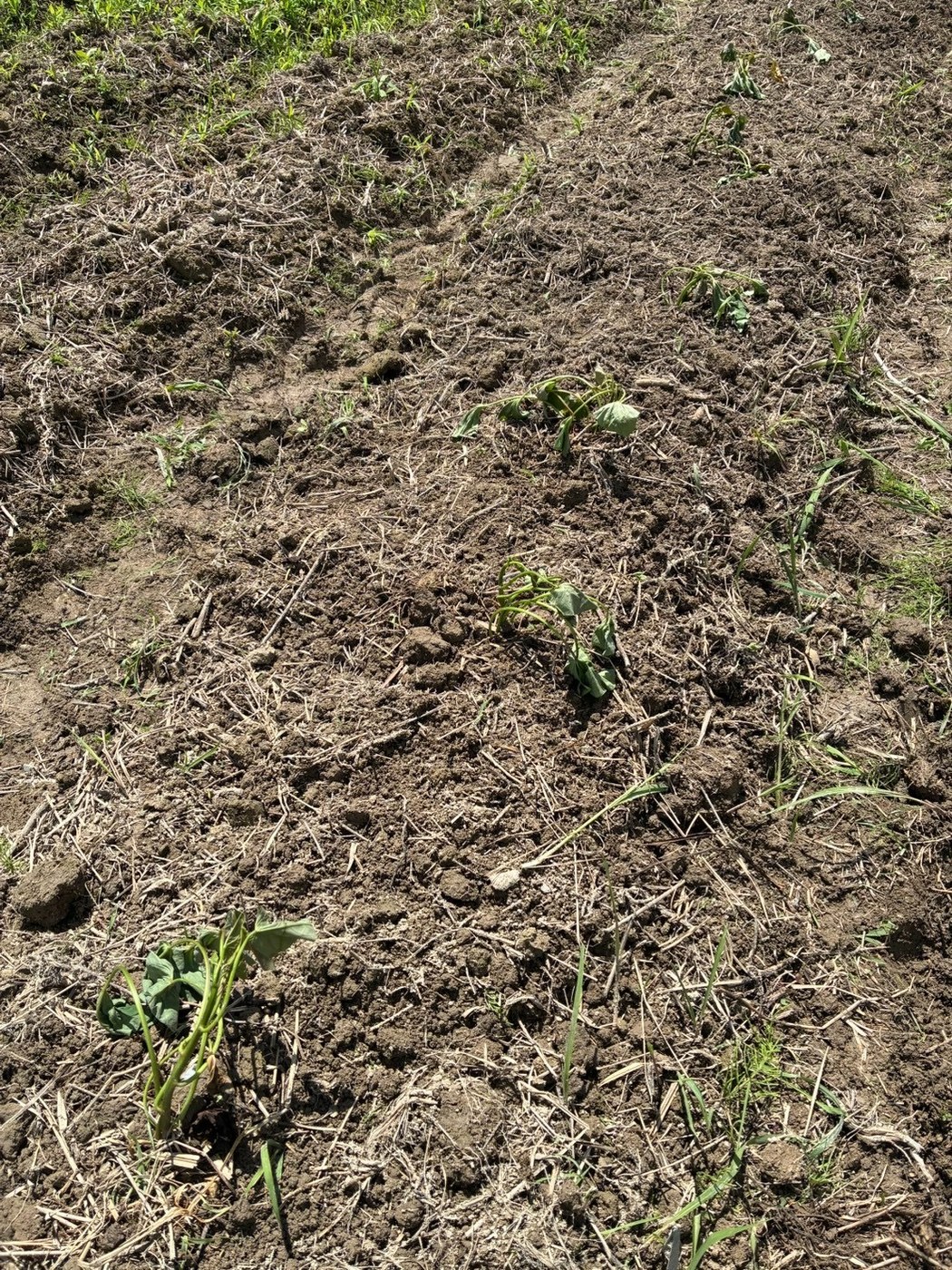 植え付けたばかりのさつまいもの苗