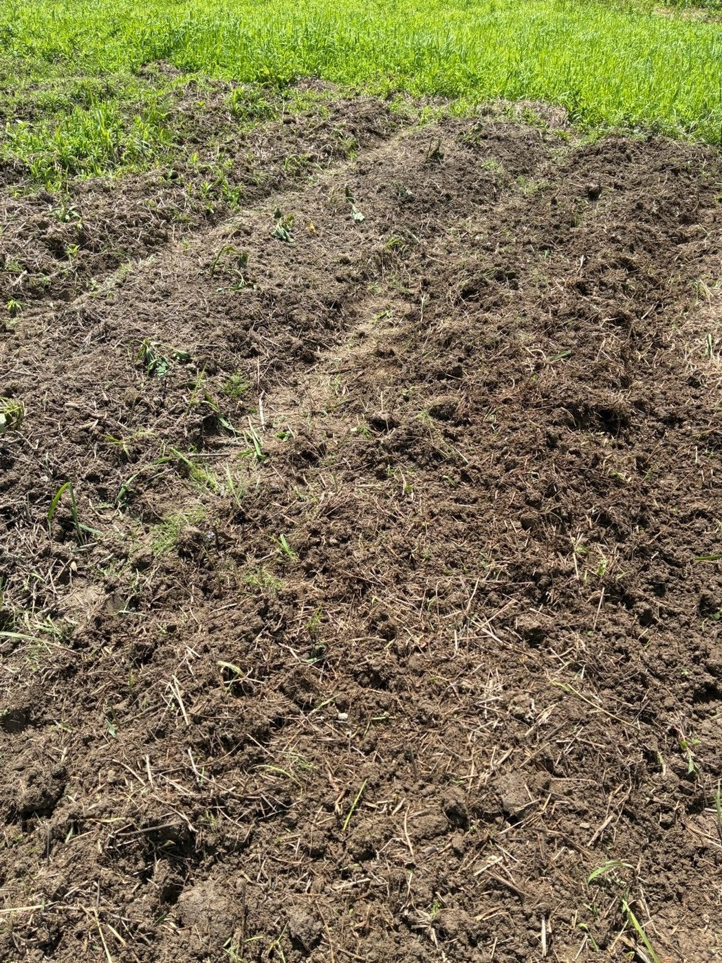苗を植え終えた畝が並ぶ畑