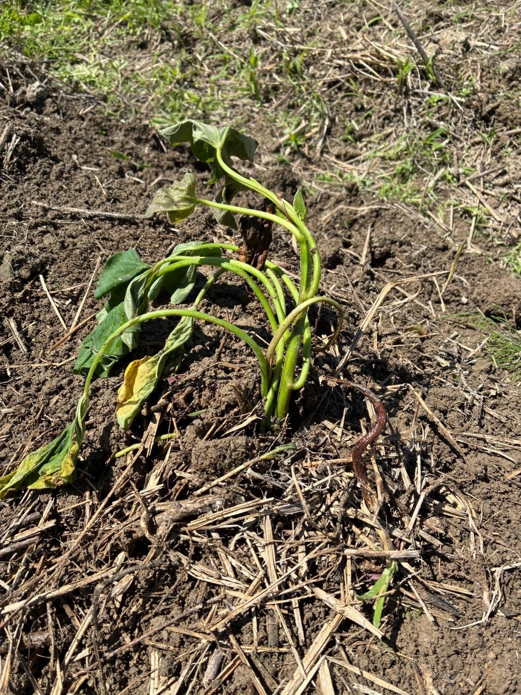 土に寝かせて植えられたさつまいもの苗のアップ