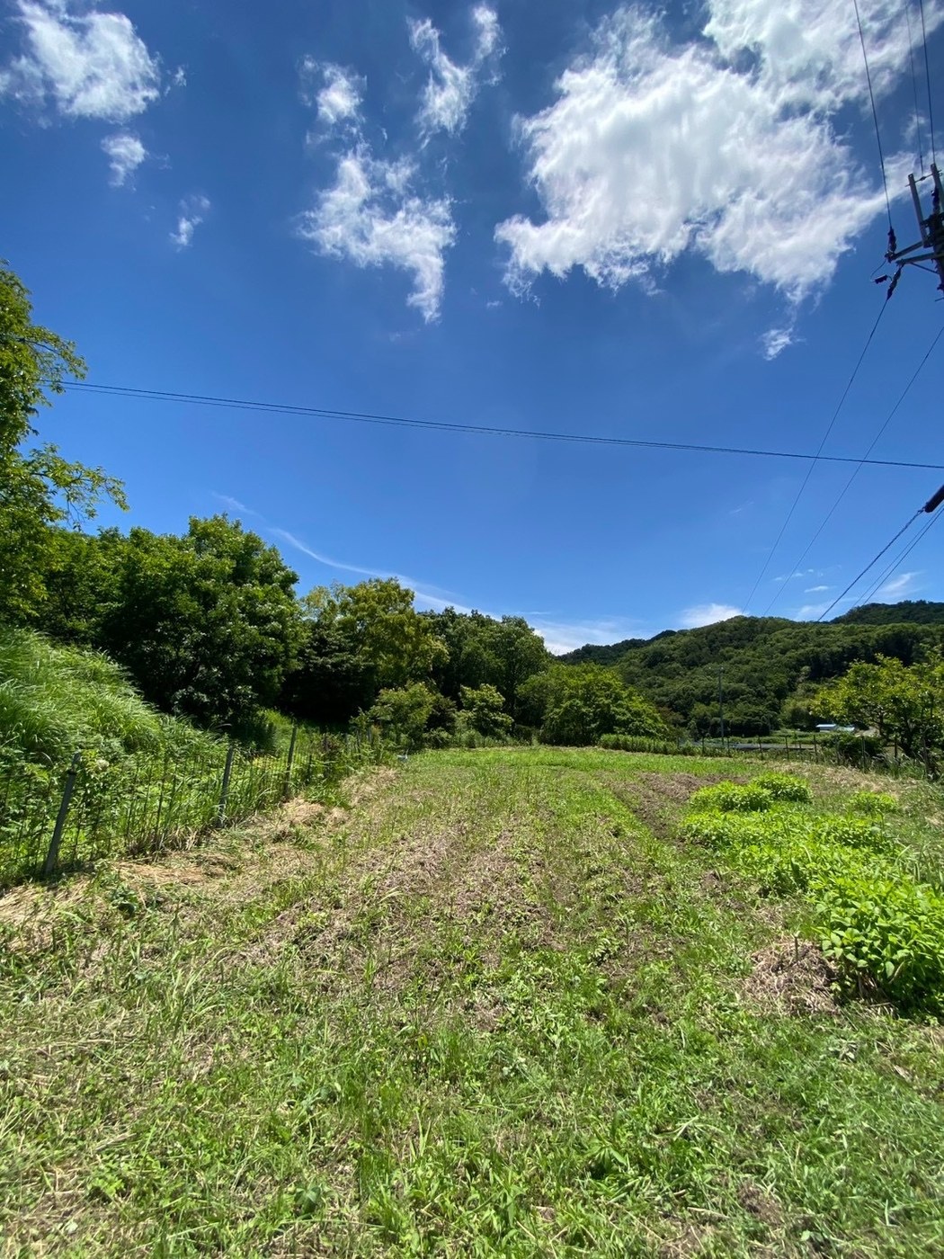 夏空の下、緑に囲まれた畑の全景