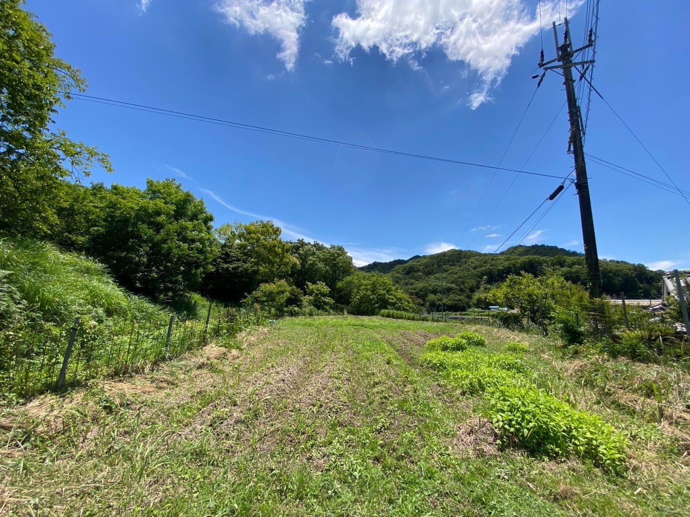 山を背景に広がる、定植を終えた畑