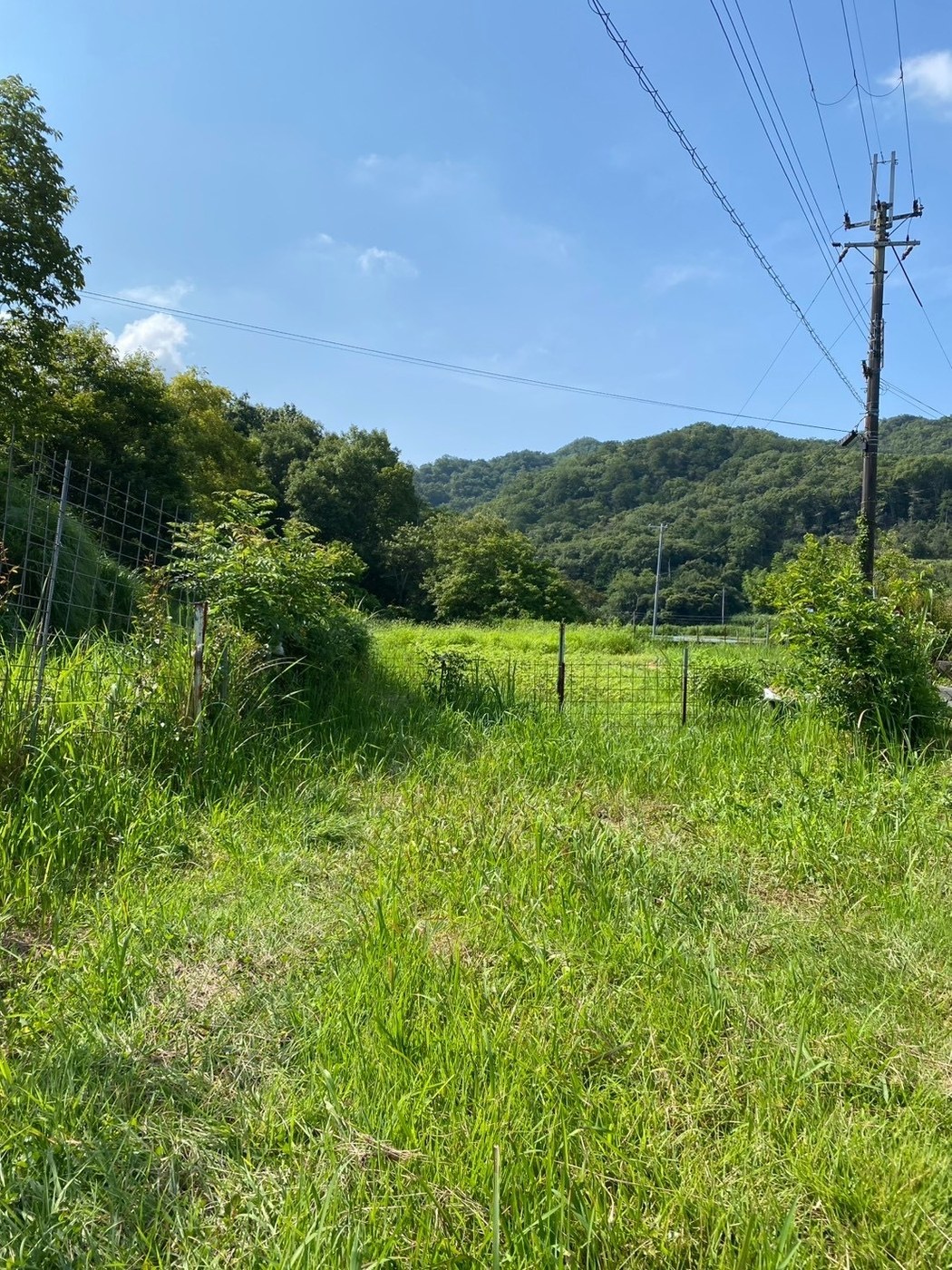 刈り払われた通路と、その先に広がる西谷の山