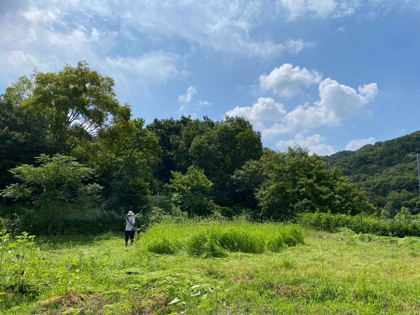 夏空の下、草刈り機で緑肥を刈る様子