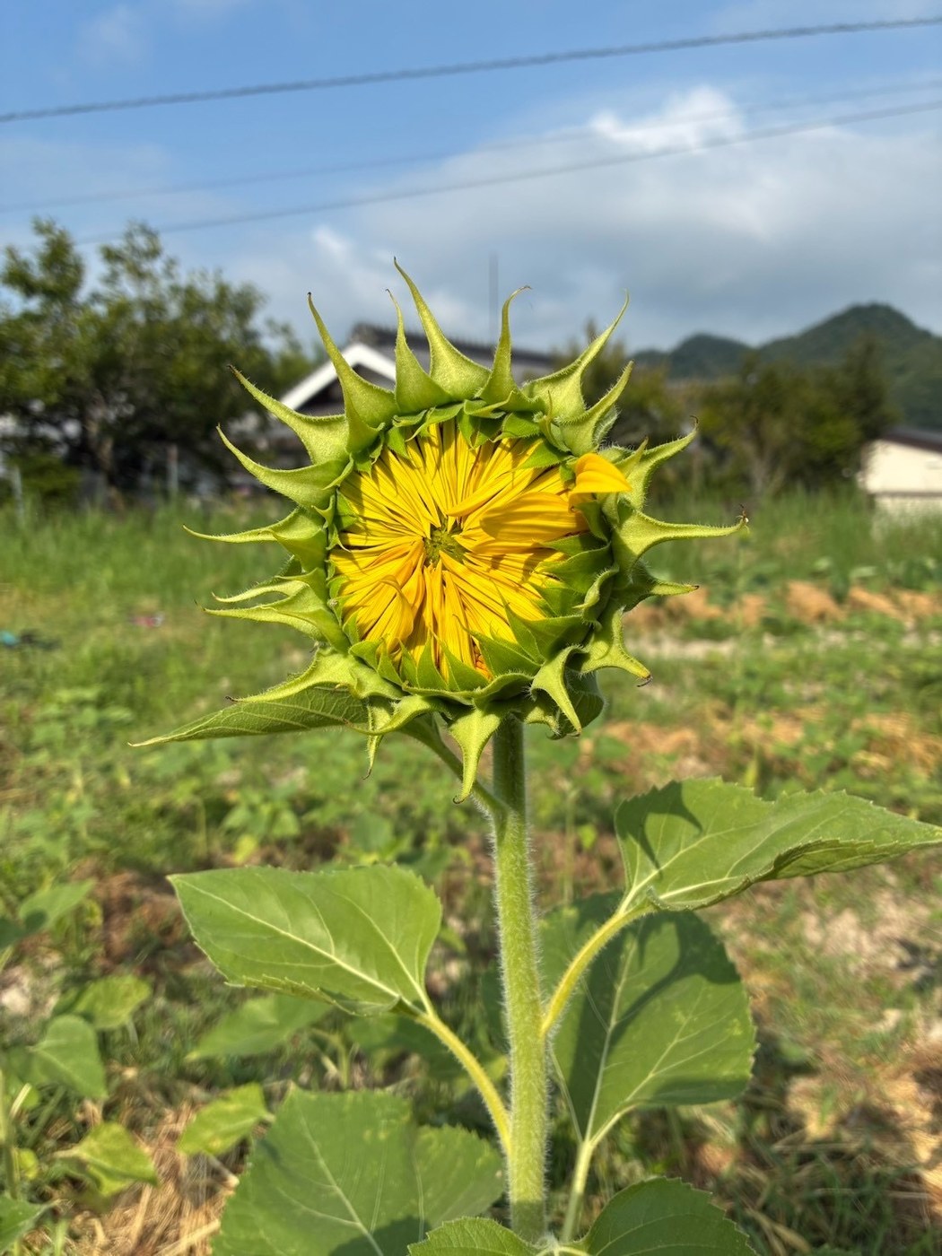 ほころびはじめたひまわりのつぼみ