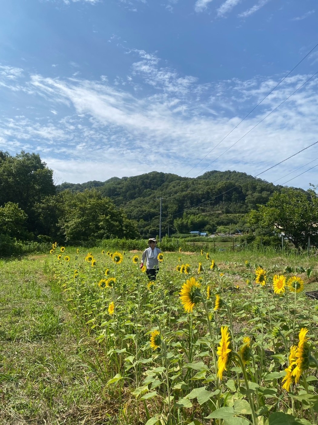 咲きそろったひまわりの向こうを歩く姿