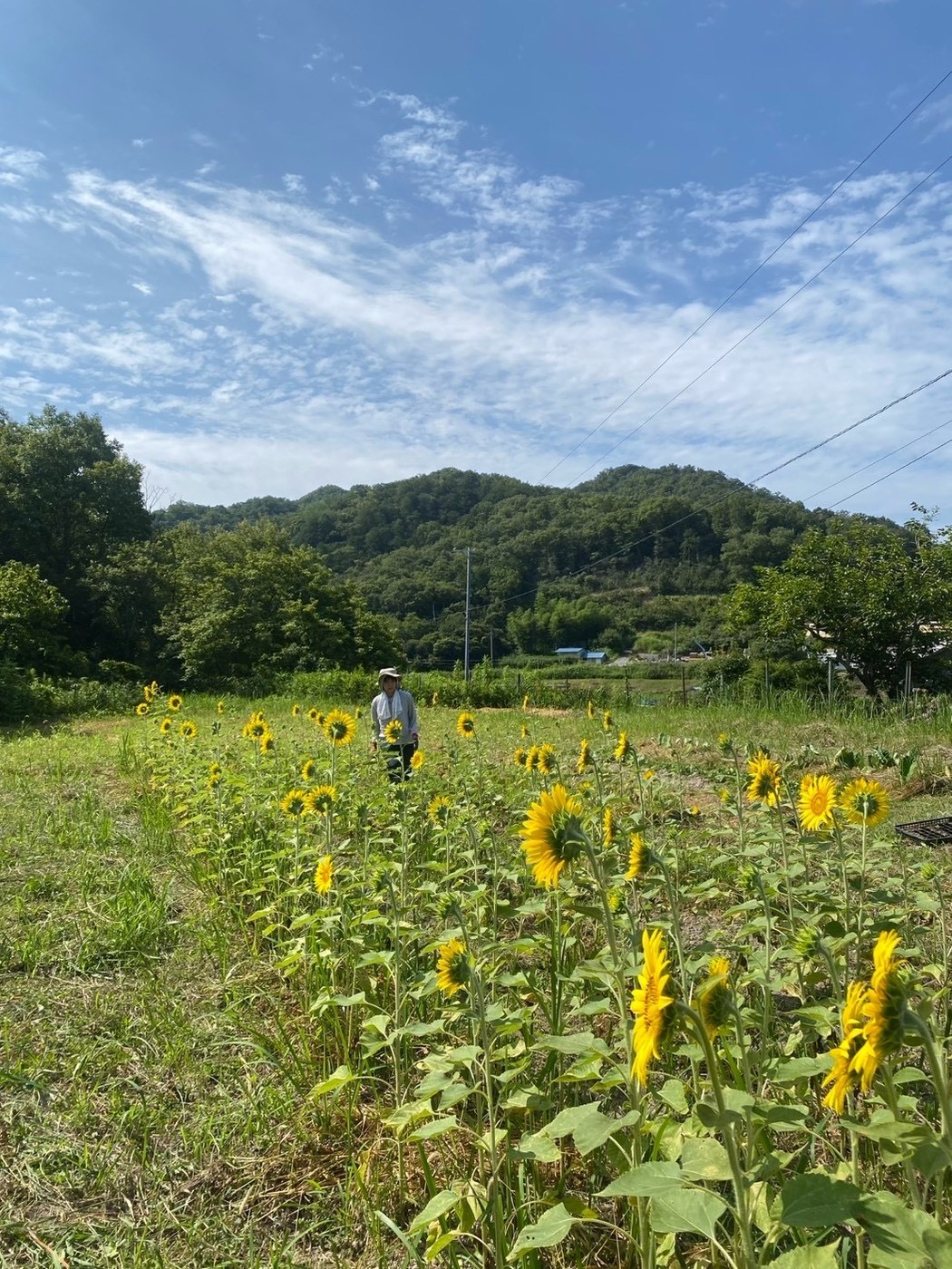 ひまわり越しに見える西谷の山並み