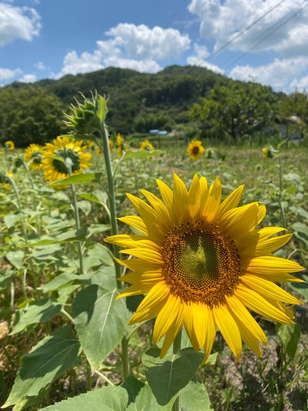 青空を背に大きく開いたひまわり