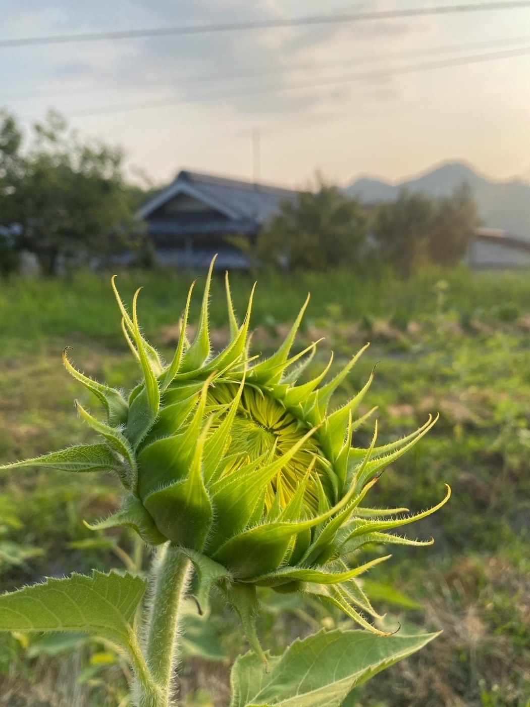 夕暮れの空に向かってふくらむひまわりのつぼみ
