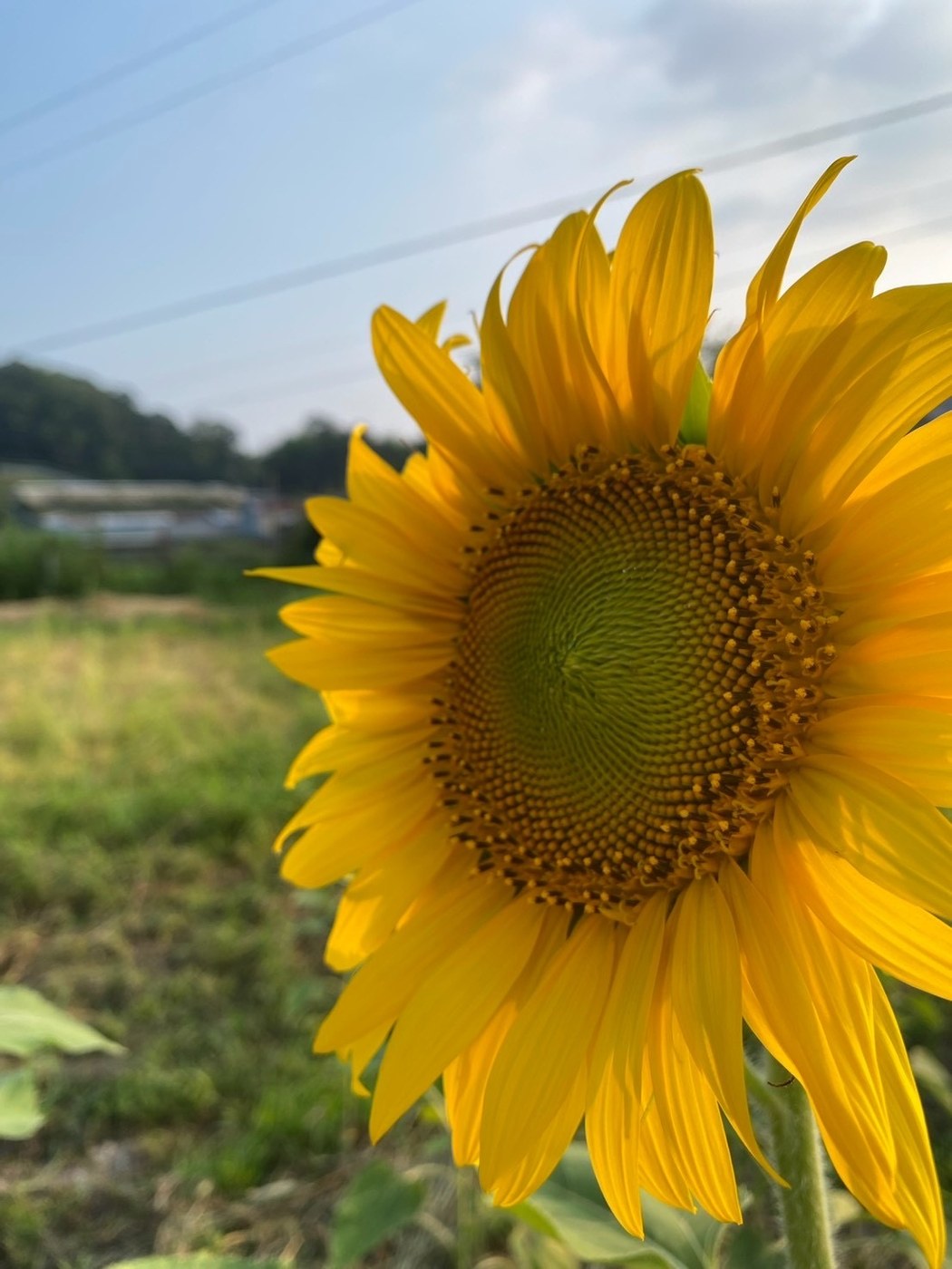 花びらをいっぱいに広げたひまわりのアップ