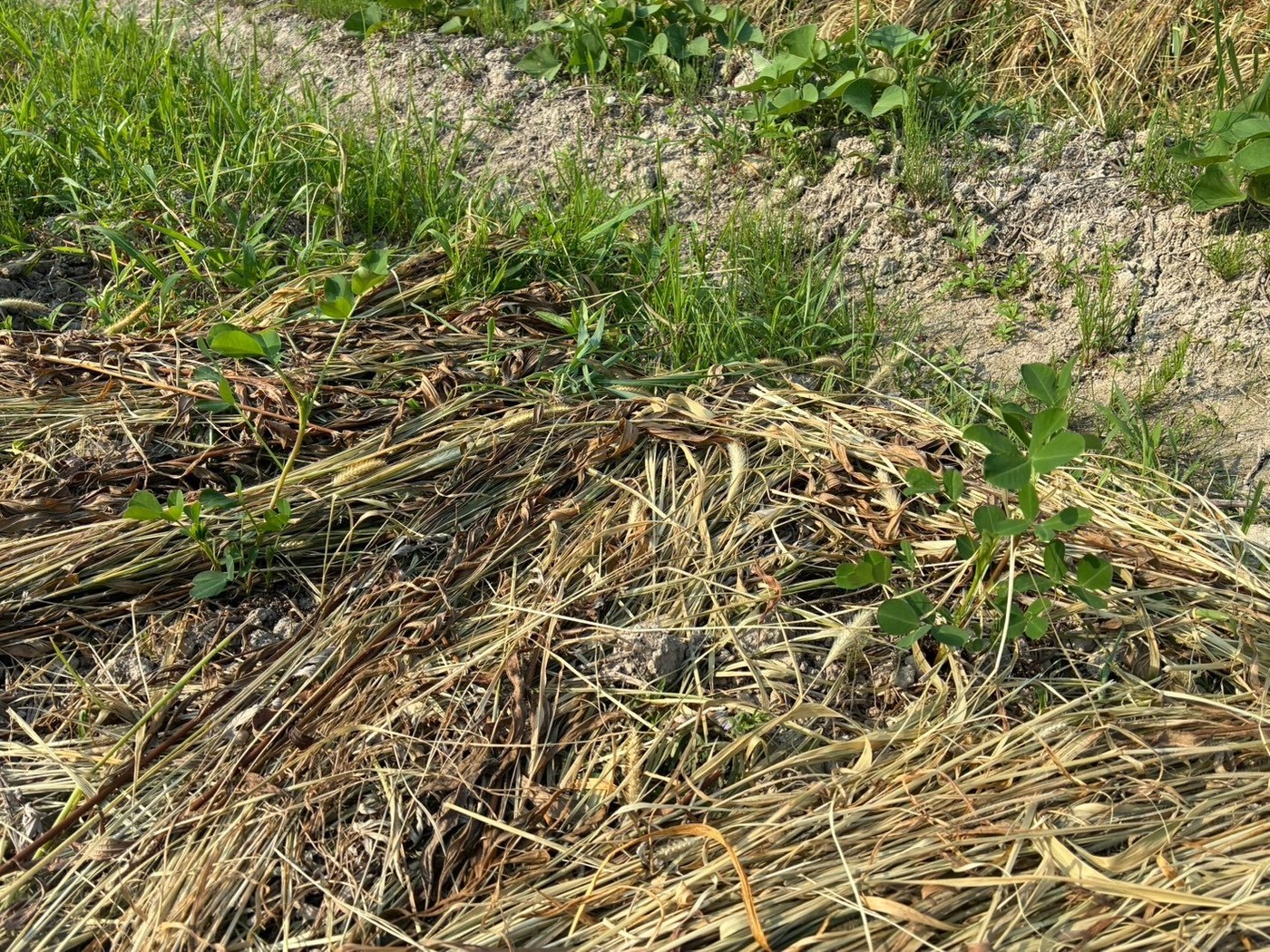 刈り草を敷いた畝に植えつけた苗