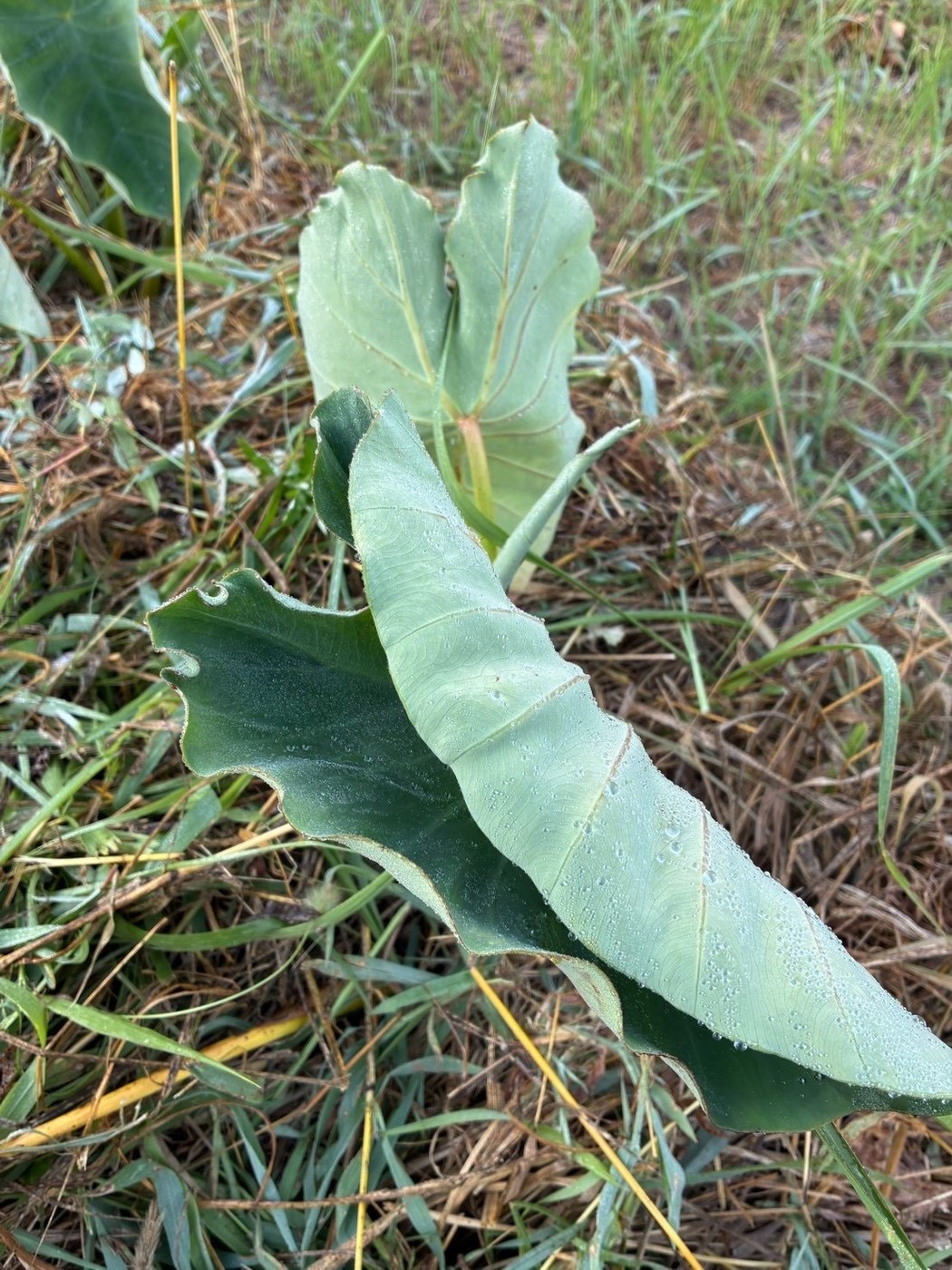 草の間から立ち上がる里芋の葉