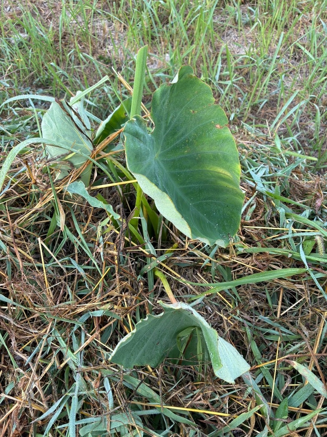 葉を広げはじめた里芋の株