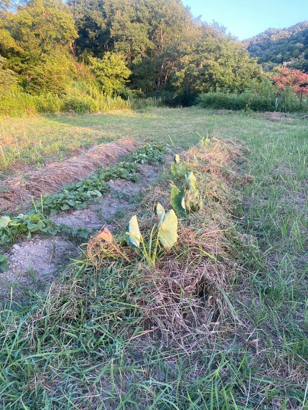 夕暮れの光に包まれた畑の畝