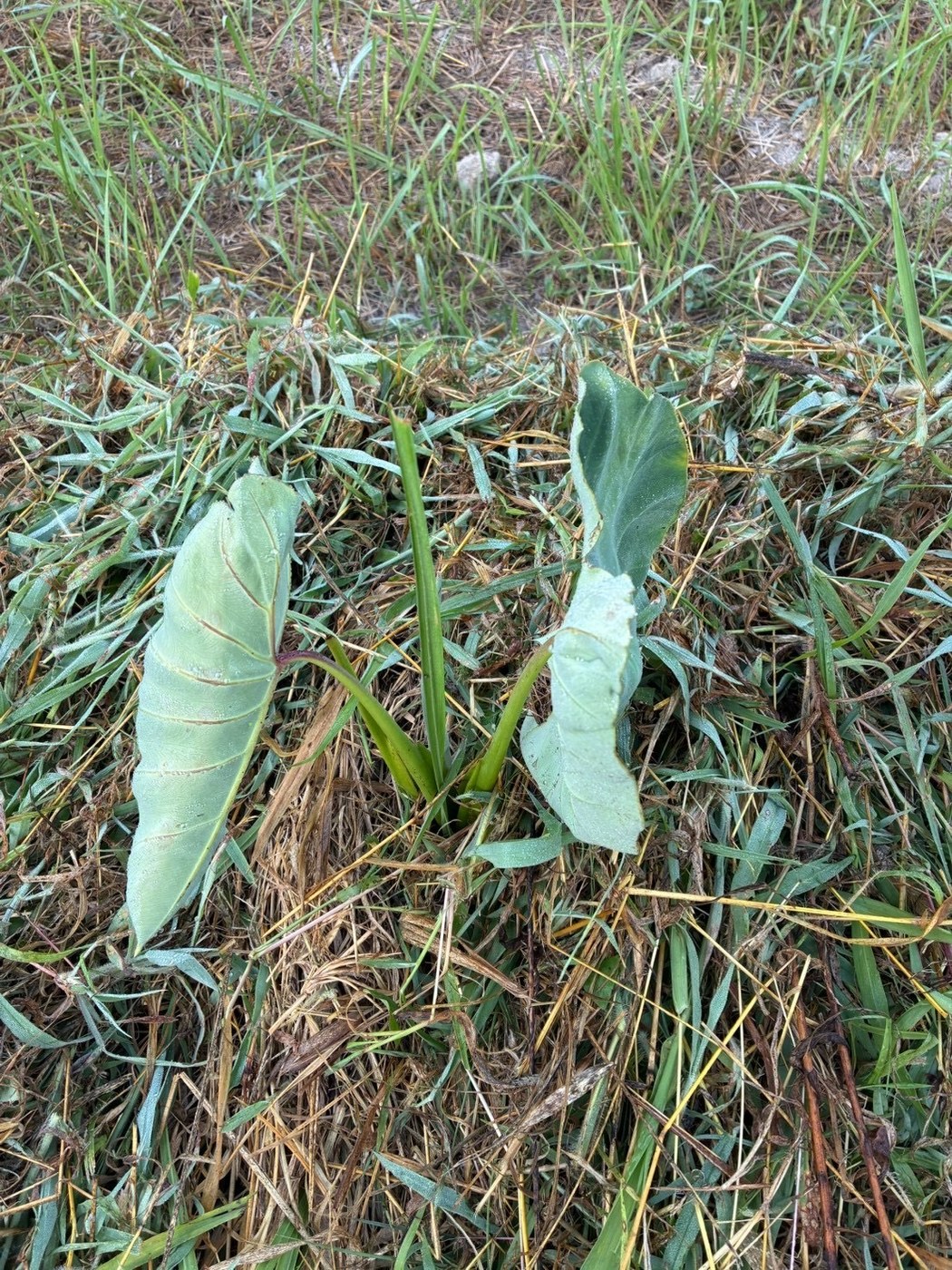 並んで葉を伸ばす里芋