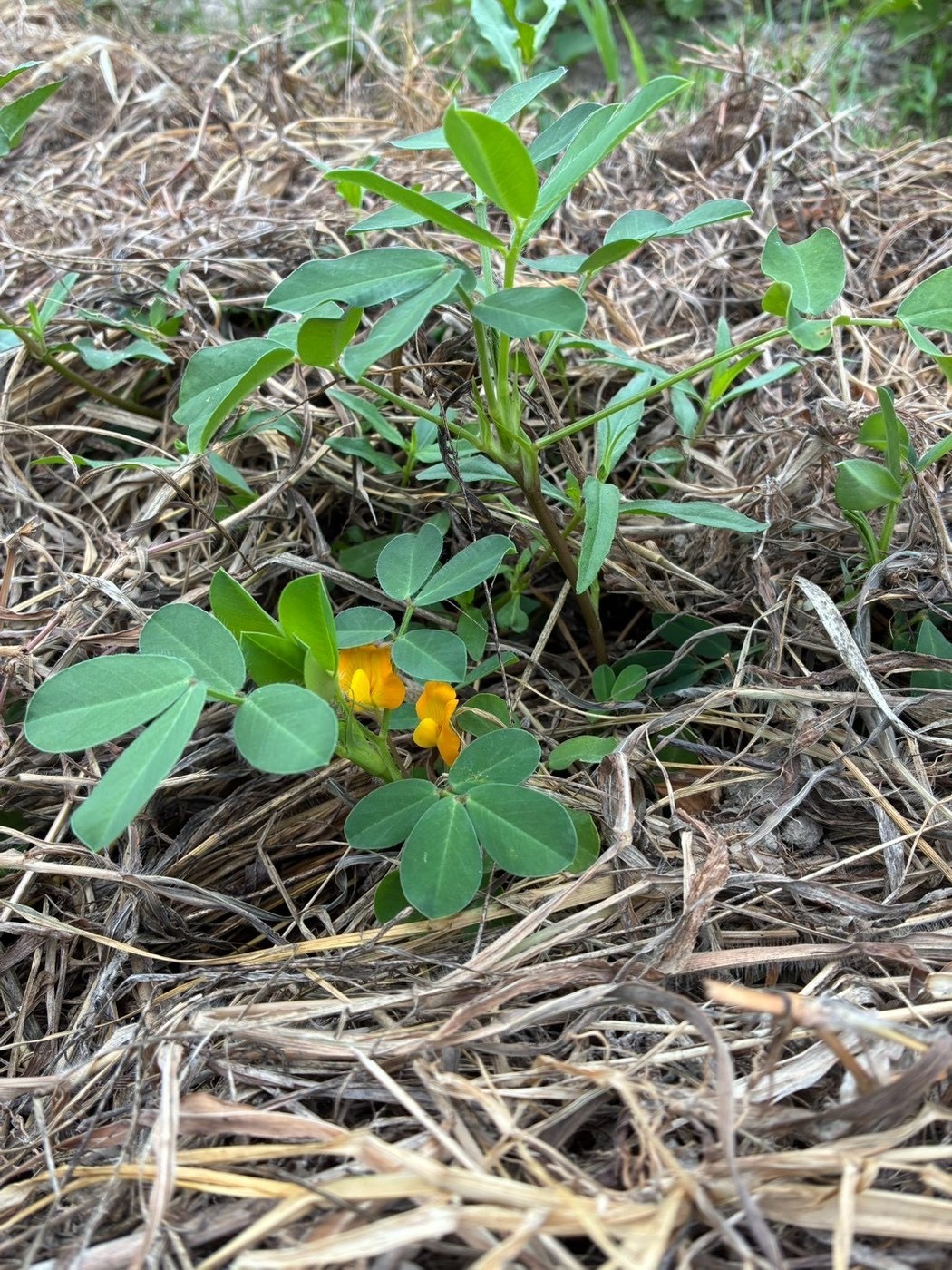 黄色い花を咲かせた落花生