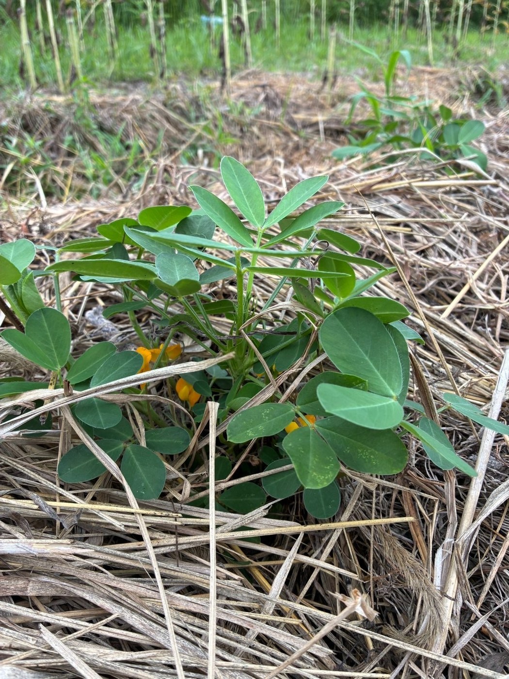 刈り草の間に咲いた落花生の黄色い花