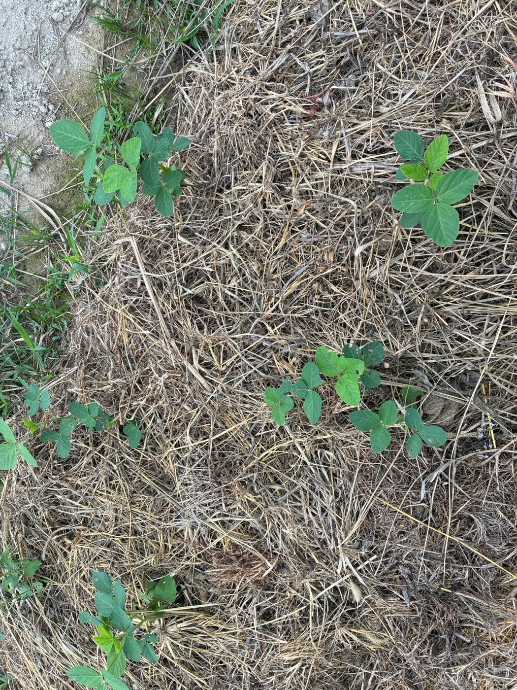 敷き草の間から伸びる大豆と落花生
