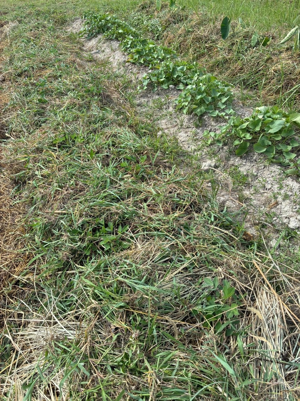 畝に沿って茂りはじめたさつまいも