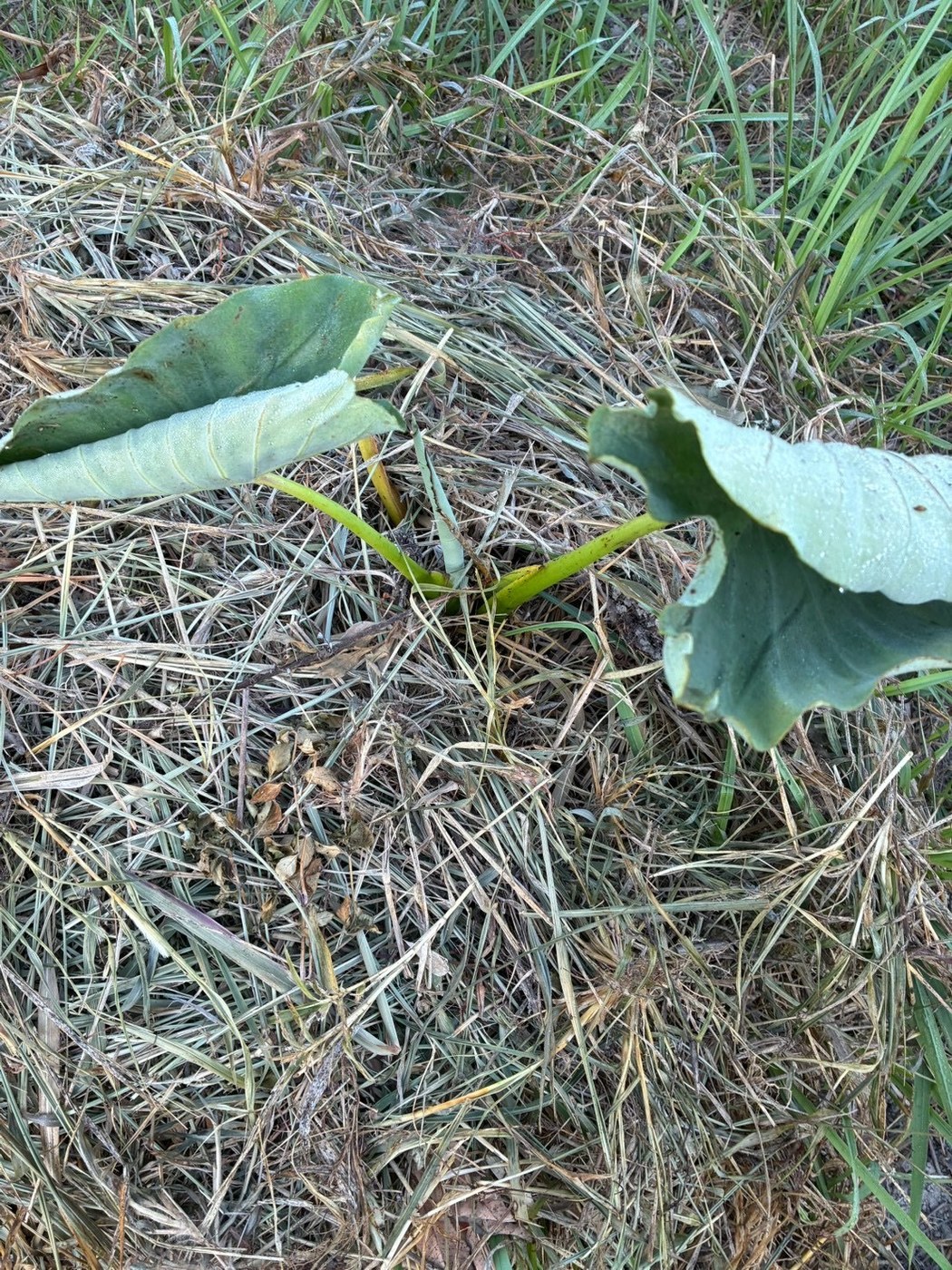 刈り草の間から葉を伸ばす里芋