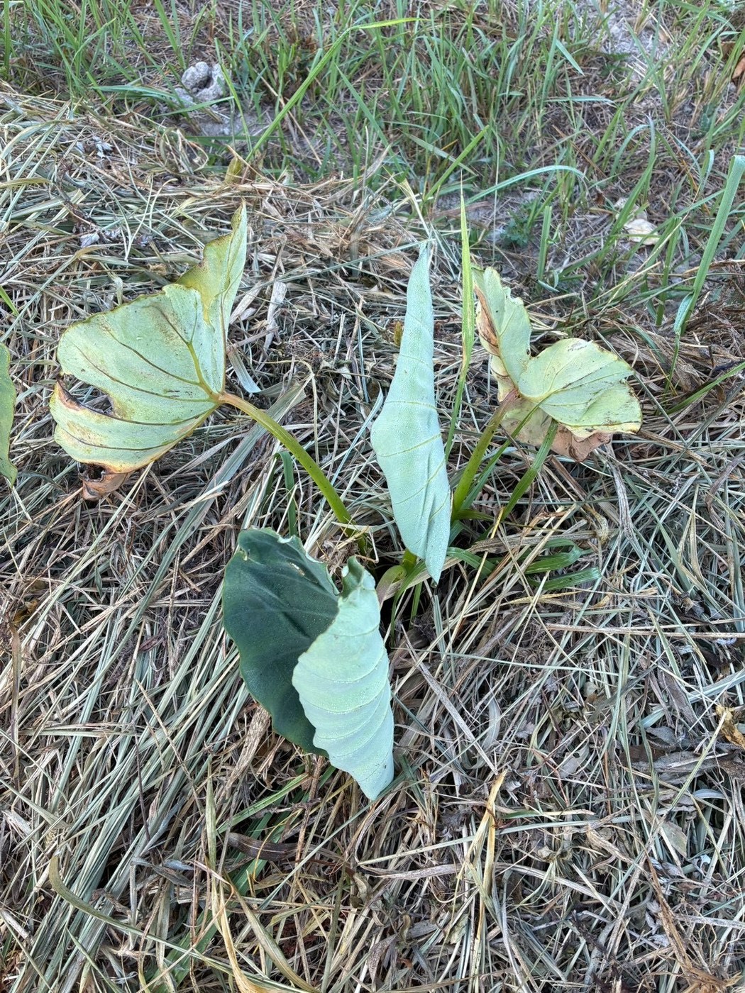 夏の終わりに葉を広げる里芋