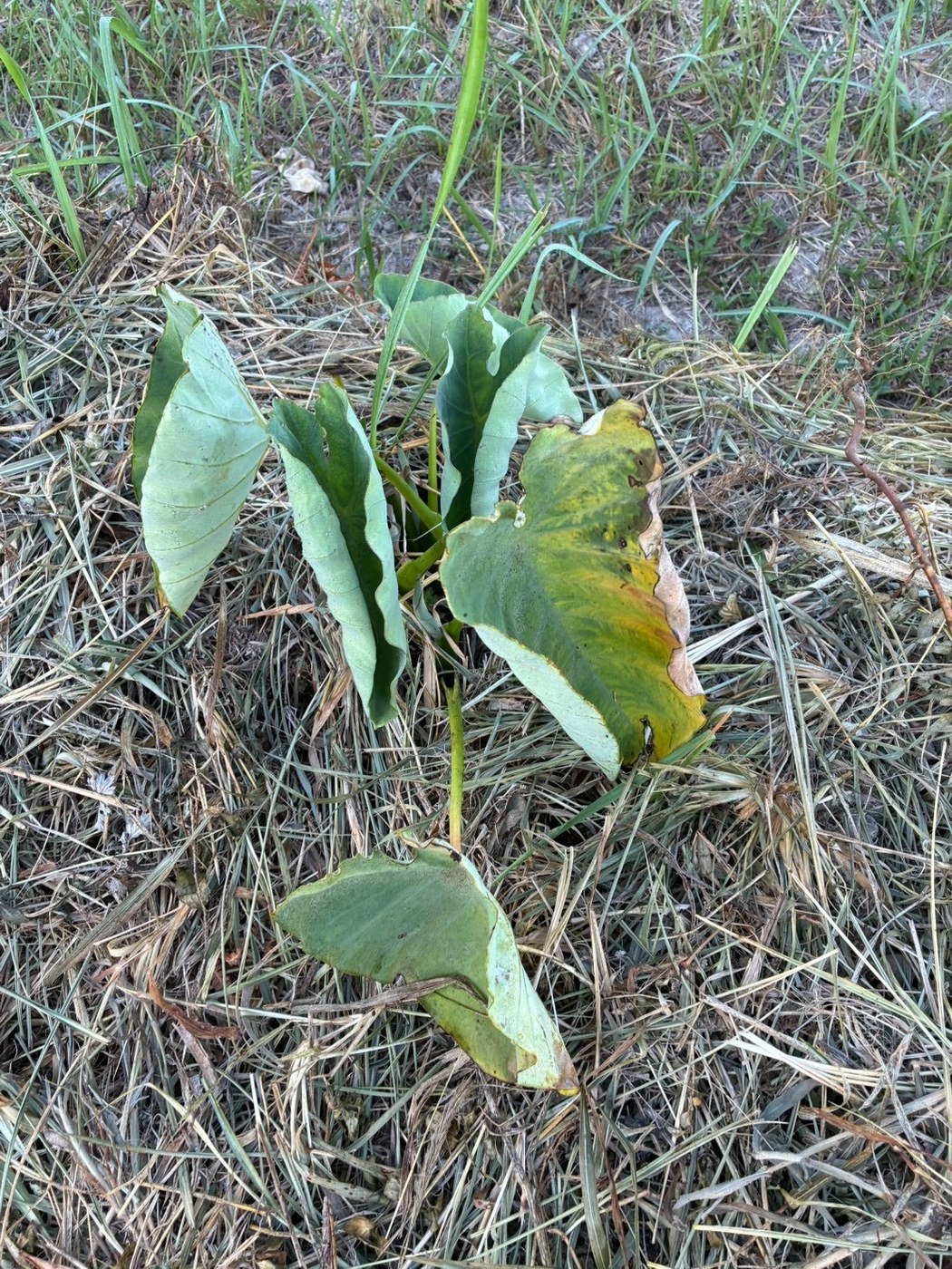 葉先を色づかせながら育つ里芋