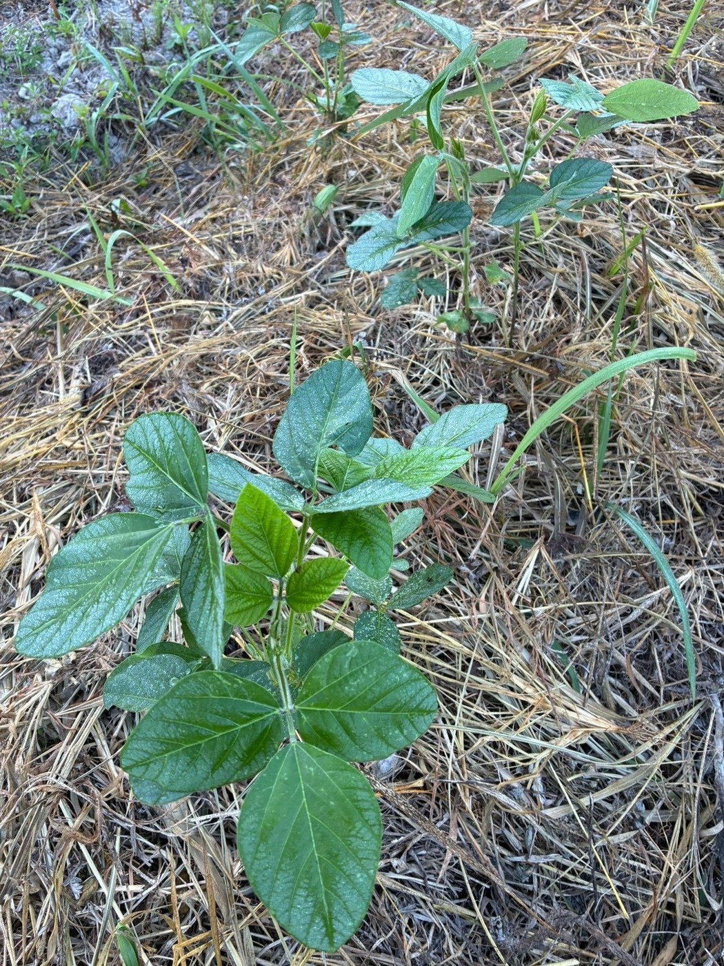 背丈を伸ばした大豆の株