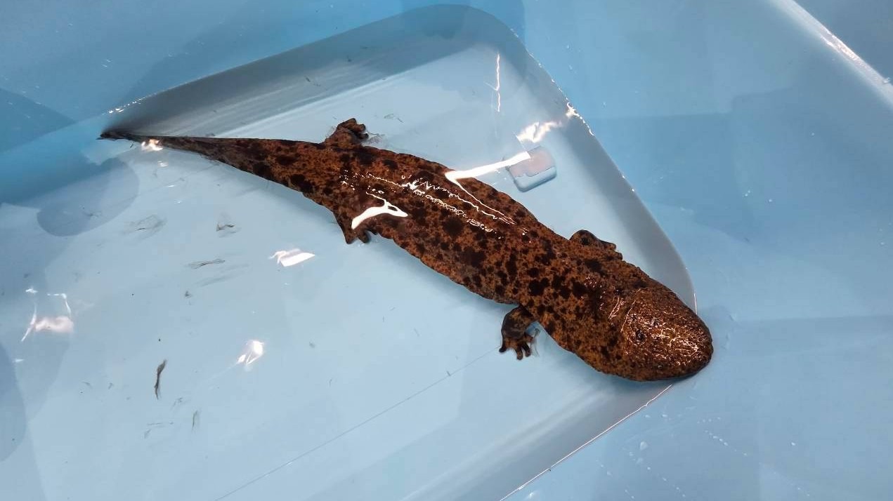 水槽の中でじっとしているオオサンショウウオ