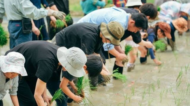 宝塚自然の家の前の田んぼで、親子が並んで手植えで田植えをする様子